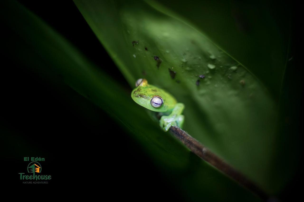 ミンド Eden Treehouseヴィラ エクステリア 写真