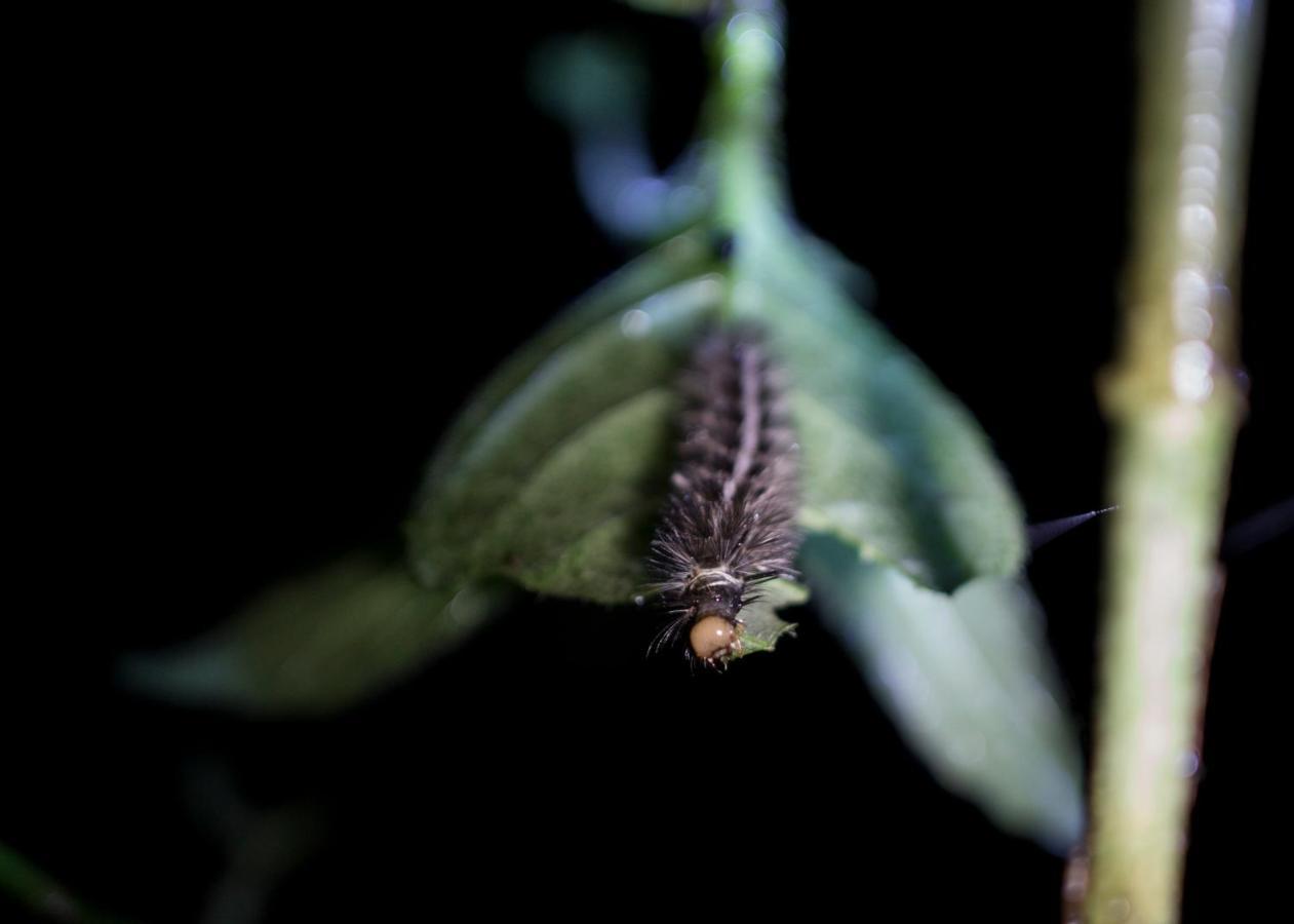 ミンド Eden Treehouseヴィラ エクステリア 写真