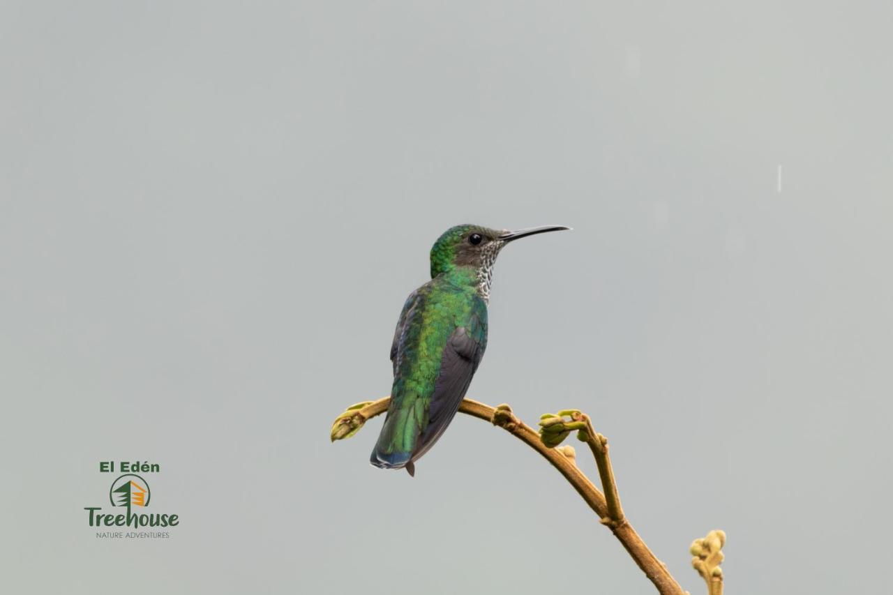 ミンド Eden Treehouseヴィラ エクステリア 写真