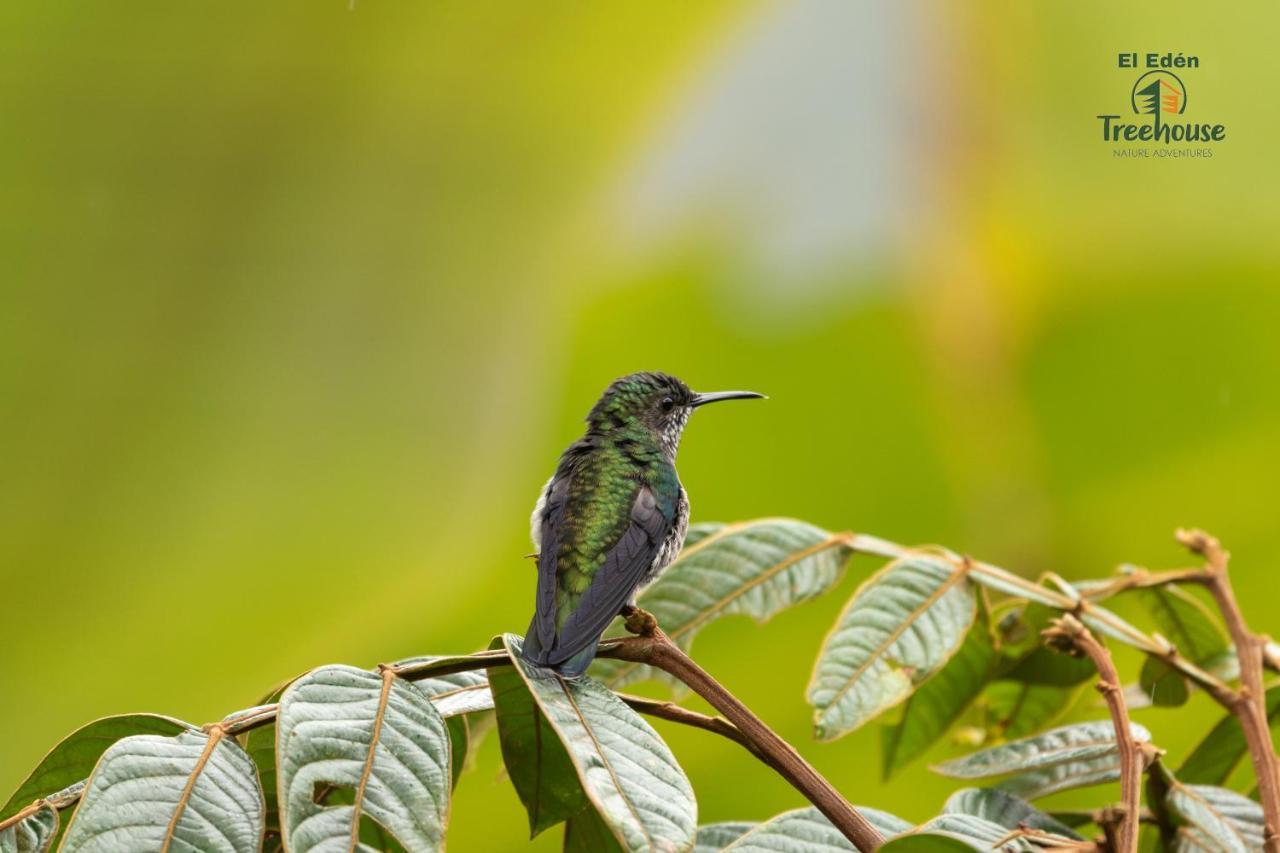 ミンド Eden Treehouseヴィラ エクステリア 写真