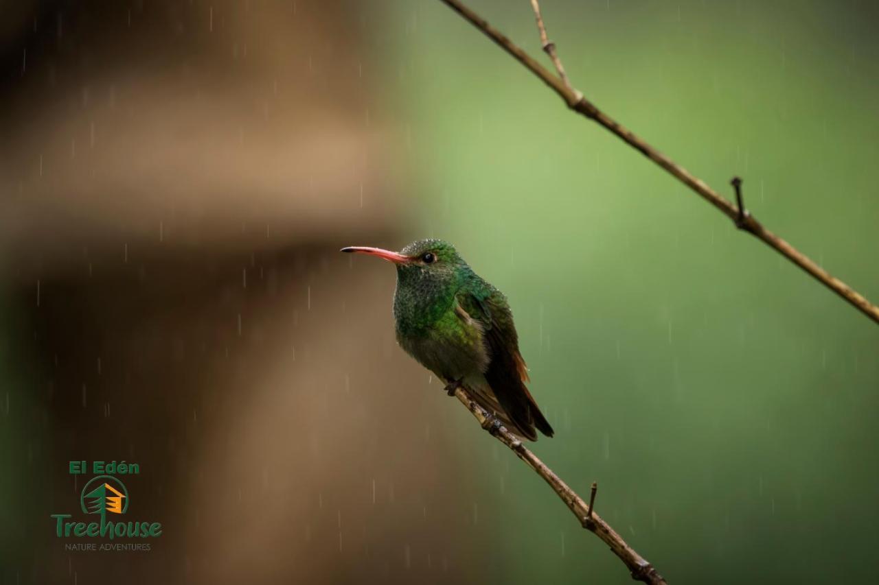 ミンド Eden Treehouseヴィラ エクステリア 写真