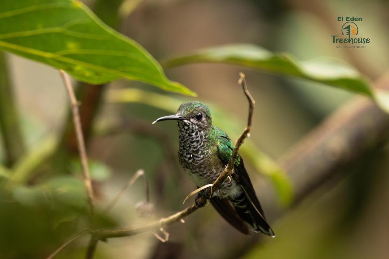ミンド Eden Treehouseヴィラ エクステリア 写真