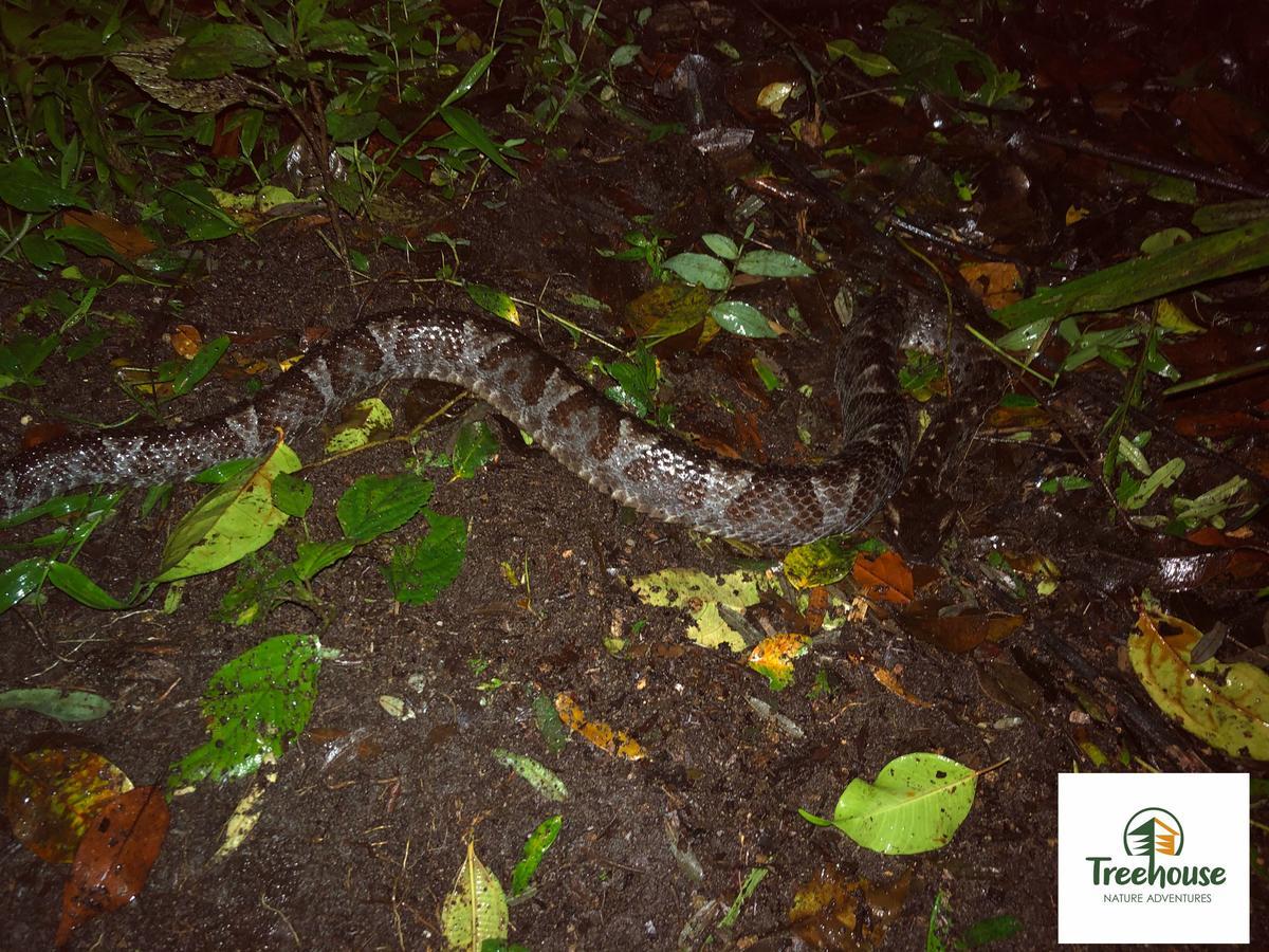 ミンド Eden Treehouseヴィラ エクステリア 写真